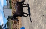 Friesian X Mare  on HorseYard.com.au (thumbnail)