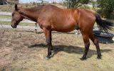 Standardbred gelding  on HorseYard.com.au (thumbnail)