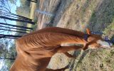 OTTB Mare 16hh 9yr on HorseYard.com.au (thumbnail)