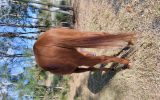 OTTB Mare 16hh 9yr on HorseYard.com.au (thumbnail)