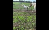 Pinto colt born 26th of November  on HorseYard.com.au (thumbnail)