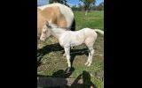 Pinto colt born 26th of November  on HorseYard.com.au (thumbnail)