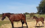 FREE LEASE*TROTTING BROODMARE*PROVEN BREEDER*READY NOW on HorseYard.com.au (thumbnail)
