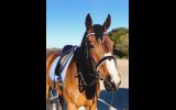 Looking for a forever home  on HorseYard.com.au (thumbnail)
