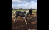 Gelding Welsh X ASH on HorseYard.com.au (thumbnail)