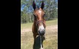 Project All Rounder on HorseYard.com.au (thumbnail)