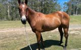 Project All Rounder on HorseYard.com.au (thumbnail)