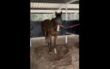 Off the track Mare 5 year old on HorseYard.com.au (thumbnail)