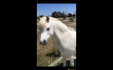 perfect beginner pony on HorseYard.com.au (thumbnail)
