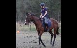 NZ Thoroughbred Bay Mare on HorseYard.com.au (thumbnail)