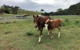 Broodmare on HorseYard.com.au (thumbnail)