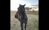 Lovely 14.3 hh 12 year old ASH x Arab mare on HorseYard.com.au (thumbnail)
