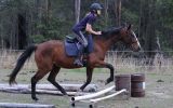 NZ Thoroughbred Bay Mare on HorseYard.com.au (thumbnail)