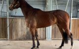 Gutty - 4YO OTT Gelding on HorseYard.com.au (thumbnail)