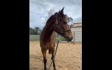 Gutty - 4YO OTT Gelding on HorseYard.com.au (thumbnail)