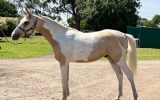 WARMBLOOD GELDING on HorseYard.com.au (thumbnail)