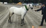 Australian Pony Mare on HorseYard.com.au (thumbnail)