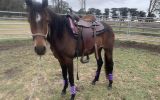Stock horse on HorseYard.com.au (thumbnail)