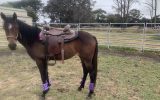 Stock horse on HorseYard.com.au (thumbnail)