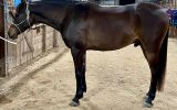 Handsome Arabian Gelding on HorseYard.com.au (thumbnail)