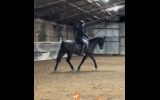 Handsome Arabian Gelding on HorseYard.com.au (thumbnail)