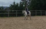 Australian Pony Mare on HorseYard.com.au (thumbnail)