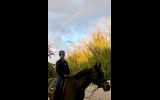 Handsome Arabian Gelding on HorseYard.com.au (thumbnail)