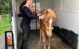Ginny will be your new best friend on HorseYard.com.au (thumbnail)