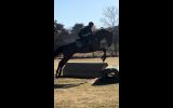 17.1hh Showjumper on HorseYard.com.au (thumbnail)