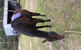 Thoroughbred Mare  on HorseYard.com.au (thumbnail)