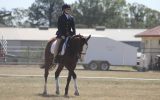 Rising 4yo ASH x QH - Kobe on HorseYard.com.au (thumbnail)