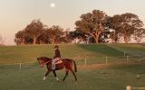 The Bald Eagle - Borris  on HorseYard.com.au (thumbnail)
