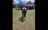 Quarab Filly on HorseYard.com.au (thumbnail)