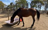 For Sale on HorseYard.com.au (thumbnail)