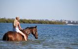 17.1hh Showjumper on HorseYard.com.au (thumbnail)