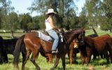 Kind Aust Stock Horse Mare on HorseYard.com.au (thumbnail)