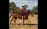 Beginner friendly 8 year old ott gelding thoroughbred on HorseYard.com.au (thumbnail)