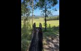Australian stock horse mare on HorseYard.com.au (thumbnail)