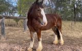 Cyldesdale x Suffolk Punch Mare 8yrs on HorseYard.com.au (thumbnail)