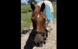 Perfect Companion Horse on HorseYard.com.au (thumbnail)
