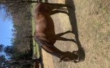 Thoroughbred Mare  on HorseYard.com.au (thumbnail)