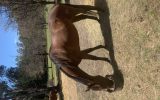 Thoroughbred Mare  on HorseYard.com.au (thumbnail)