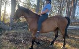 Great Trail Riding Horse on HorseYard.com.au (thumbnail)
