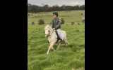 perfect beginner pony on HorseYard.com.au (thumbnail)