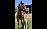 Handsome 16.1 Ottb on HorseYard.com.au (thumbnail)