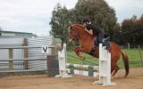 Chestnut Brumby Mare on HorseYard.com.au (thumbnail)