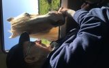 22 yo Palomino stallion for free lease  on HorseYard.com.au (thumbnail)