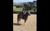 Blingy part bred welsh  on HorseYard.com.au (thumbnail)