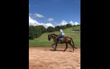 Lovely gelding - ready to start performance career on HorseYard.com.au (thumbnail)