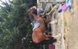 Project Clydie X Warmblood for sale  on HorseYard.com.au (thumbnail)